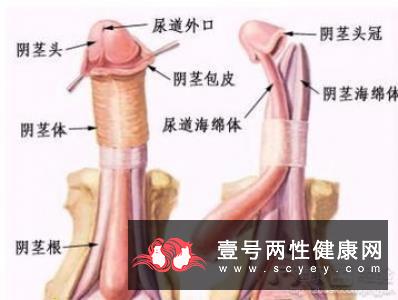 为什么会出现勃起功能障碍 这5大诱因不可忽视