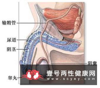 久坐电脑前不是什么好事,你是忙于游戏还是憋尿的恶习,你中招了吗?