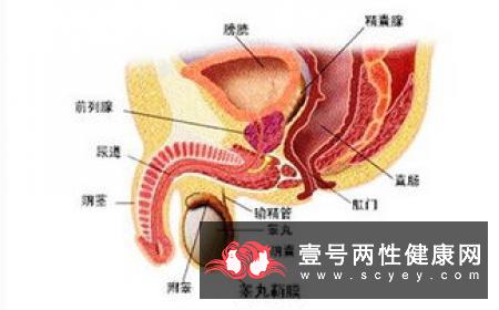 牛奶营养丰富,每天喝牛奶的人越来越多