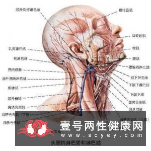 男人胆固醇过低易患帕金森氏症患者和112名正常人