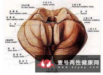 脊髓小脑变性症可以出现吗?