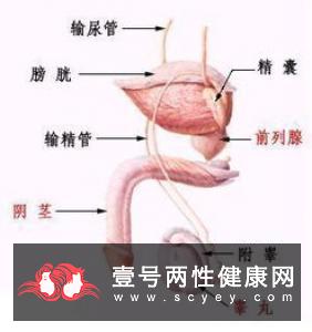 怎样保护外生殖器健康?