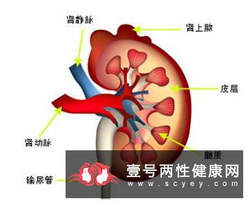 慢性肾炎的诊断一般有以下几种