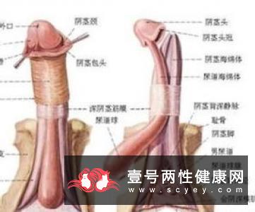 精液不液化的原因