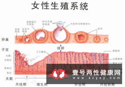 多囊卵巢困扰我