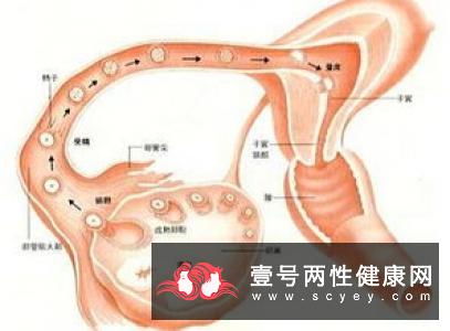 有卵泡不排卵怎么办？是什么原因一起的？