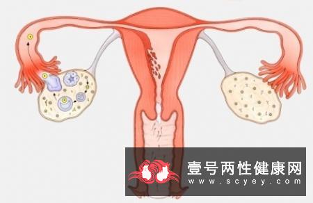 排卵期间的注意事项_健康频道