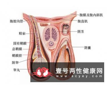 性欲低下的原因