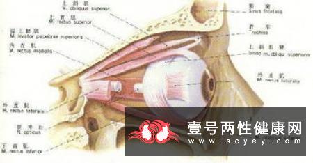 中医治疗白内障的方法有哪些？