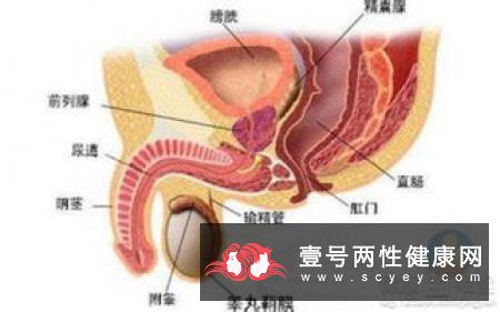 阳痿男人的自测方法