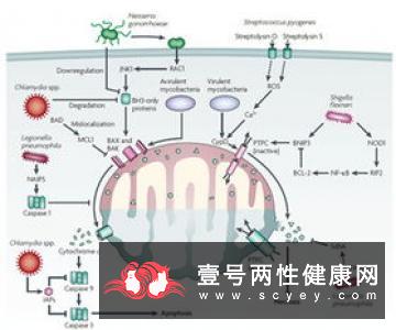 线粒体的作用