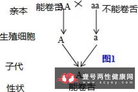 亲子鉴定的原理