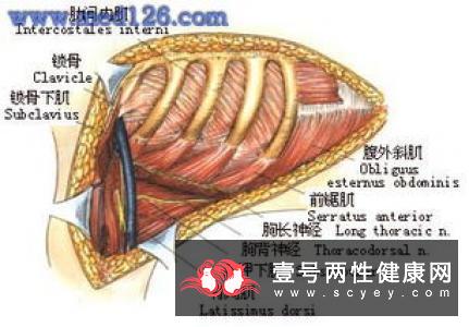 结扎手术的方法