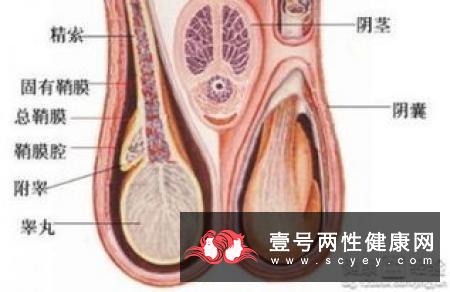 夏日需防阴囊皮肤病