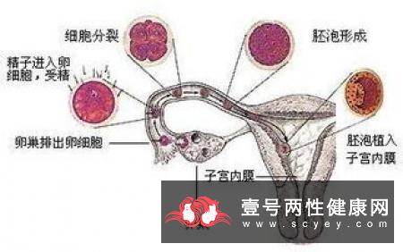 受孕过程是什么