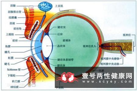 白内障手术后注意事项